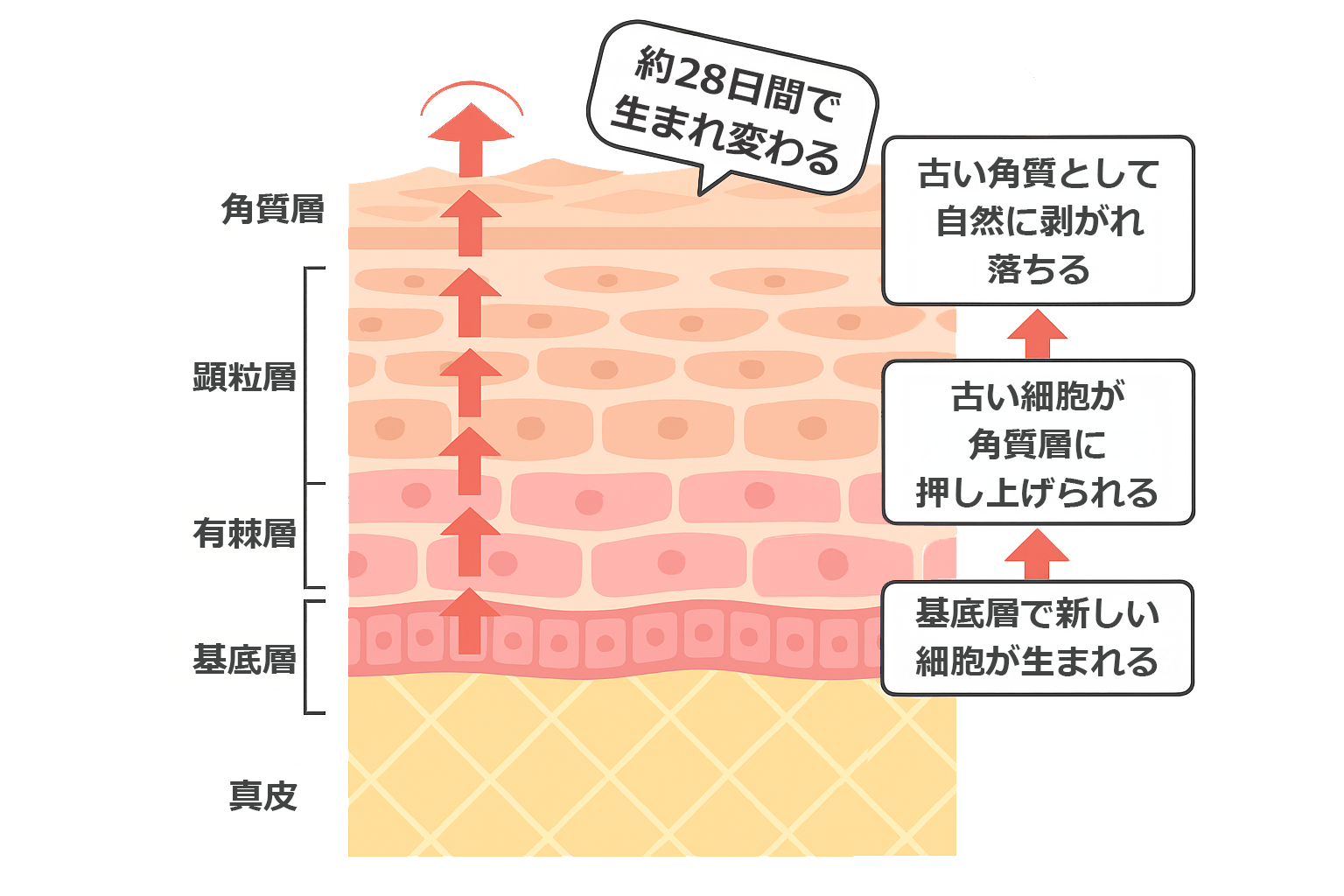ターンオーバーの仕組みの図