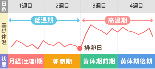 体温 変化 ボディクリーム オファー