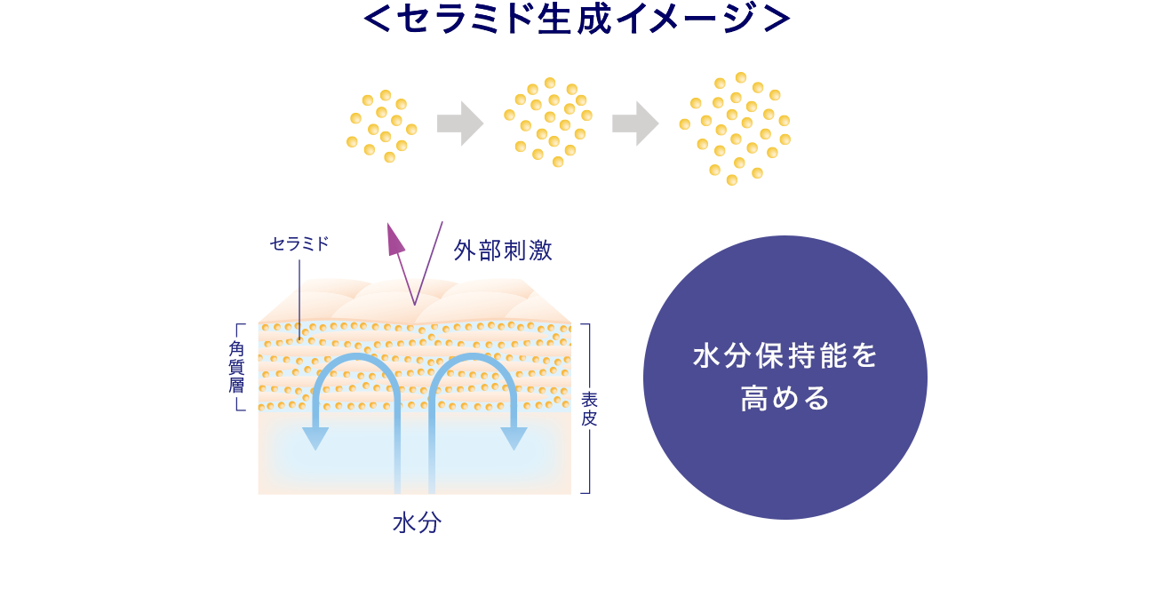 ＜セラミド生成イメージ＞