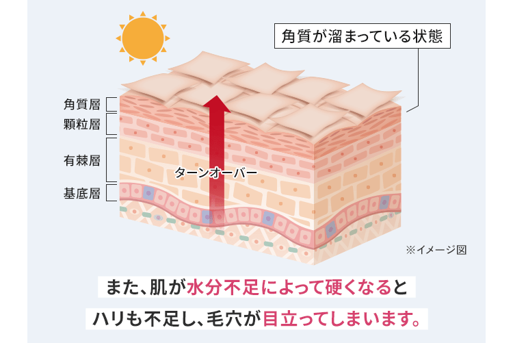 角質が溜まっている状態 角質層 顆粒層 有棘層 基底層 ターンオーバー ※イメージ図 また、肌が水分不足によって硬くなるとハリも不足し、毛穴が目立ってしまいます。