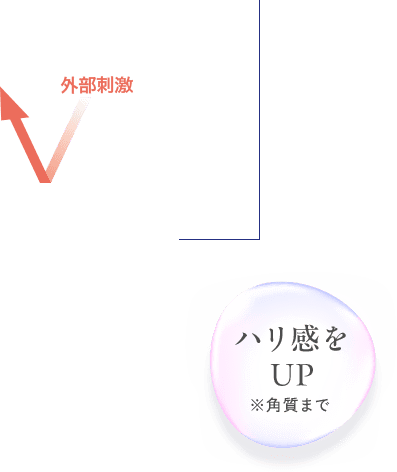 外部刺激　ハリ感を UP ※角質まで
