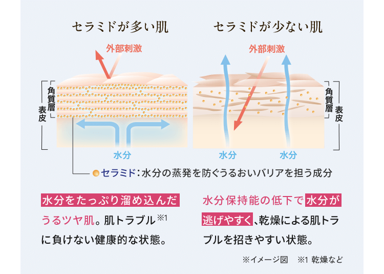 だからこそ 水分保持能改善効果のある ライスパワーNo.11 40%配合 与えるだけのケアではなく 不足しがちなセラミドを 自ら”生み出す”ことが必要です。