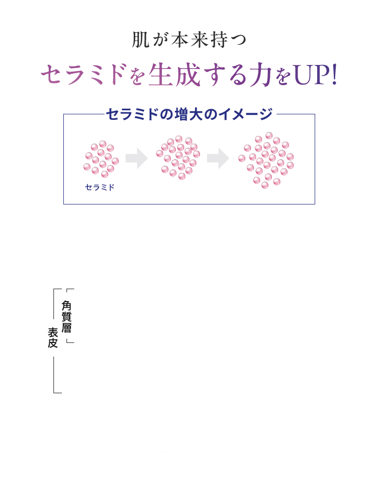 肌が本来持つ セラミドを生成する力をUP! セラミドの増大のイメージ セラミド 　角質層 表皮 水分