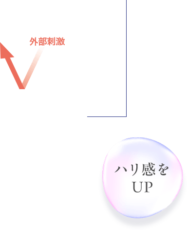 外部刺激　ハリ感を UP