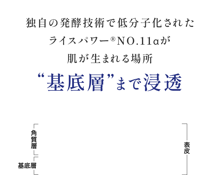 独自の発酵技術で細かく分解され 肌が生まれる場所 “基底層”まで浸透 角質層 表皮