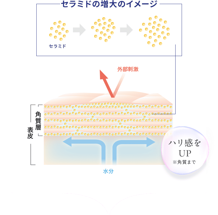 セラミドの増大のイメージ　セラミド　外部刺激　角質層　表皮　水分　ハリ感UP※角質まで
