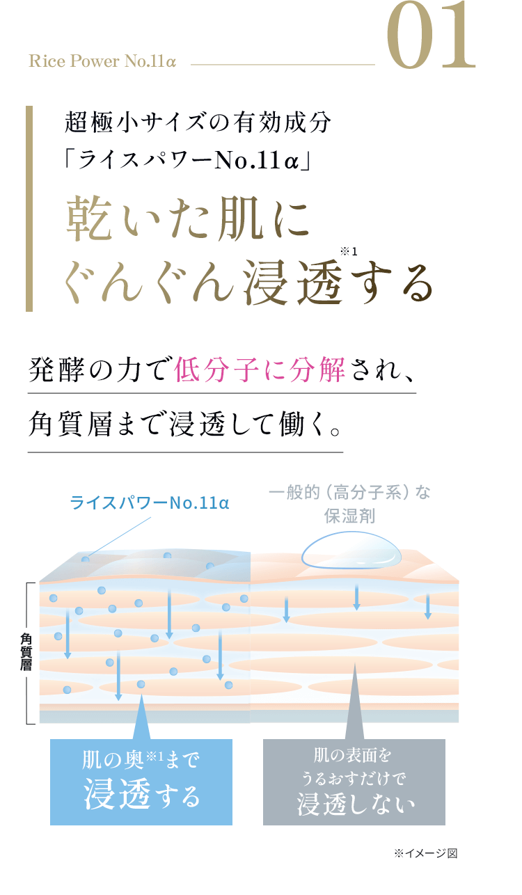 01 Rice Power No.11α 超極小サイズの有効成分 「ライスパワーNo.11α」乾いた肌にぐんぐん浸透※1する発酵の力で低分子に分解され、角質層まで浸透して働く。