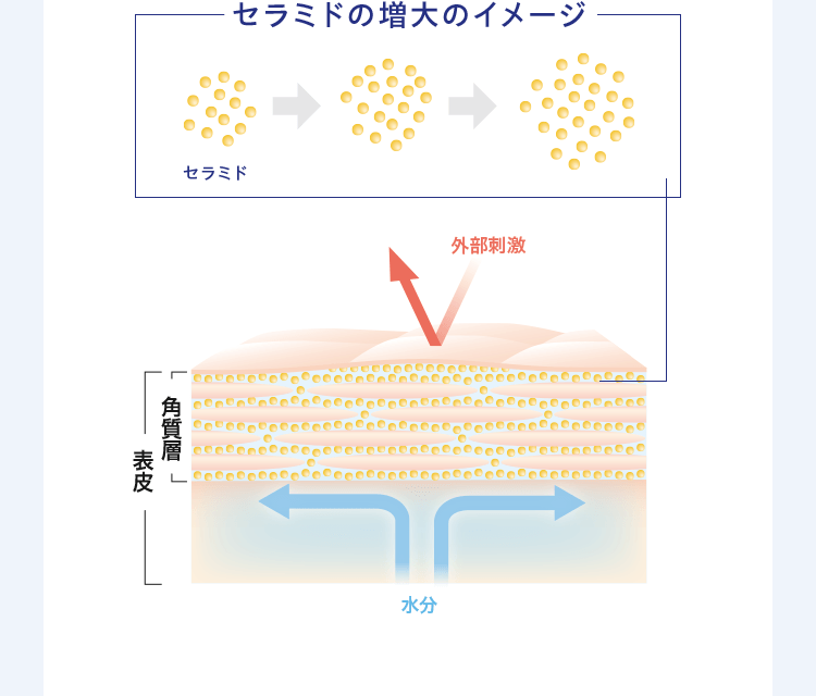 セラミドの増大のイメージ