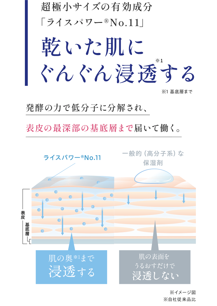 超極小サイズ有効成分「ライスパワーNo.11」乾いた肌にぐんぐん浸透※1する※1基底層まで 発酵の力で低分子に分解され、表皮の最深部の基底層まで届いて働く。※イメージ図※自社従来品比