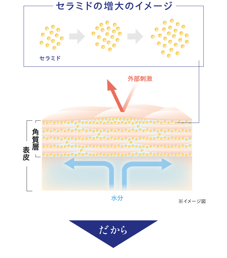 セラミドの増大のイメージ