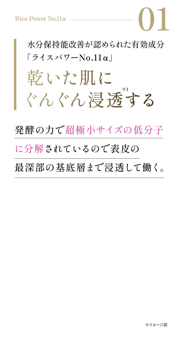 Rice Power No.11α 01 超極小サイズの有効成分「ライスパワーNo.11α」乾いた肌にぐんぐん浸透する 発酵の力で低分子に分解され、表皮の最深部の基底層まで浸透して働く。※イメージ図 ※1 角質層まで　※2 当社従来品比較
