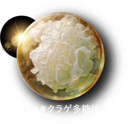 シロキクラゲ多糖体