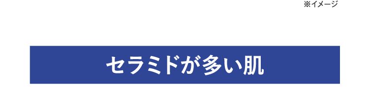 セラミドが多い肌