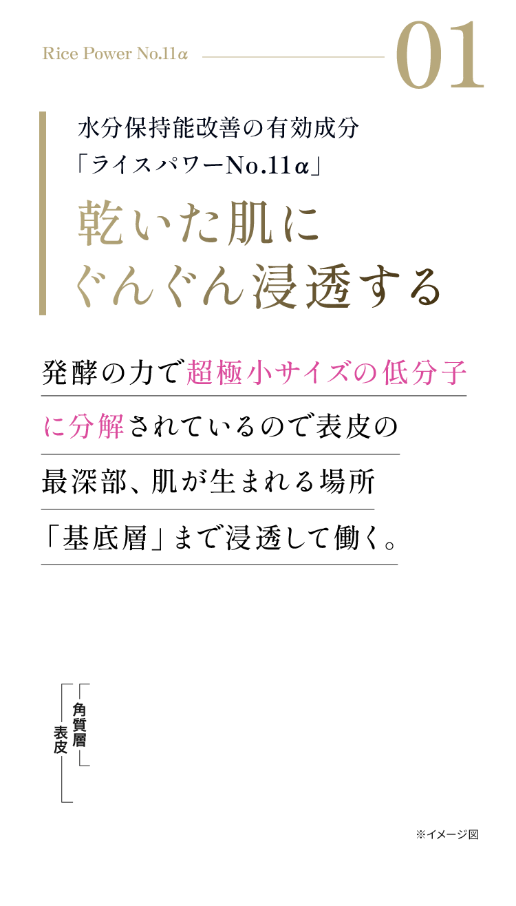 Rice Power No.11α 01 超極小サイズの有効成分「ライスパワーNo.11α」乾いた肌にぐんぐん浸透する 発酵の力で低分子に分解され、表皮の最深部の基底層まで浸透して働く。※イメージ図 ※1 角質層まで ※2 当社従来品比較