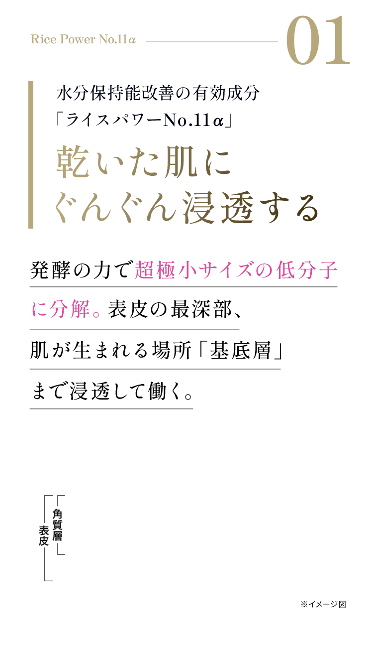 Rice Power No.11α 01 超極小サイズの有効成分「ライスパワーNo.11α」乾いた肌にぐんぐん浸透する 発酵の力で低分子に分解され、表皮の最深部の基底層まで浸透して働く。※イメージ図 ※1 角質層まで　※2 当社従来品比較