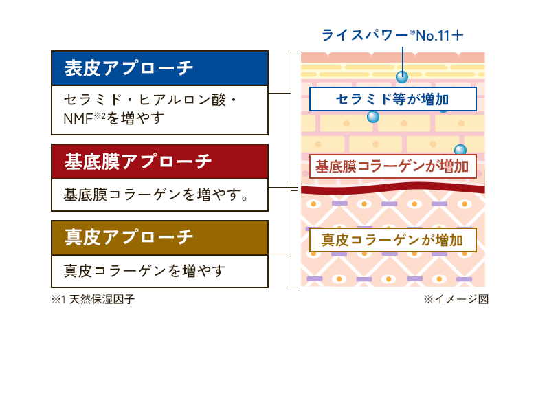 ライスパワー®No.11+ 表皮アプローチ セラミド・ヒアルロン酸・NMF※1を増やす セラミド等が増加 基底膜アプローチ 基底膜コラーゲンを増やす。基底膜コラーゲンが増加 真皮アプローチ 真皮コラーゲンを増やす 真皮コラーゲンが増加 ※1 天然保湿因子 ※イメージ図