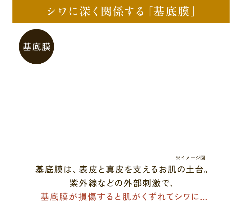 シワに深く関係する「基底膜」 基底膜 ※イメージ図 基底膜は、表皮と真皮を支えるお肌の土台。紫外線などの外部刺激で、基底膜が損傷すると肌がくずれてシワに…