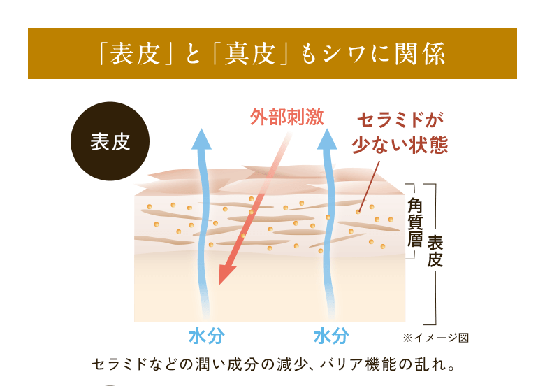 「表皮」と「真皮」もシワに関係 表皮 外部刺激 セラミドが少ない状態 角質層 表皮 水分 ※イメージ図 セラミドなどの潤い成分の減少、バリア機能の乱れ。