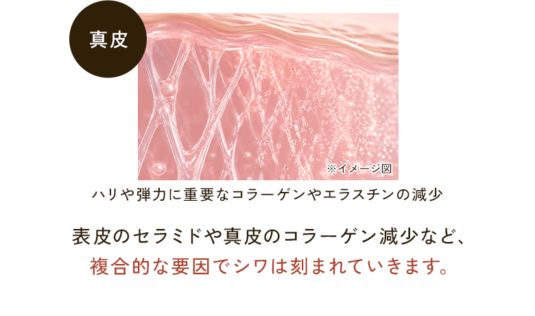 真皮 ※イメージ図 ハリや弾力に重要なコラーゲンやエラスチンの減少 表皮のセラミドや真皮のコラーゲン減少など、複合的な要因でシワは刻まれていきます。
