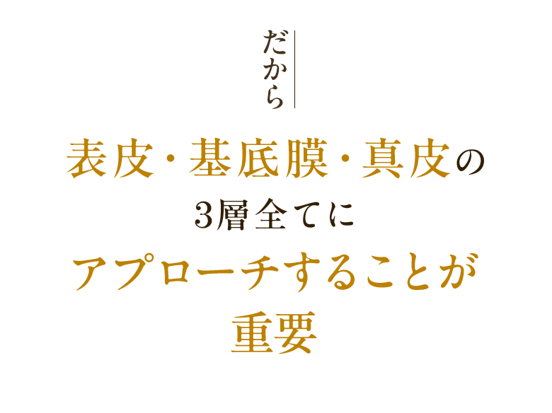 だから 表皮・基底膜・真皮の3層全てにアプローチすることが重要