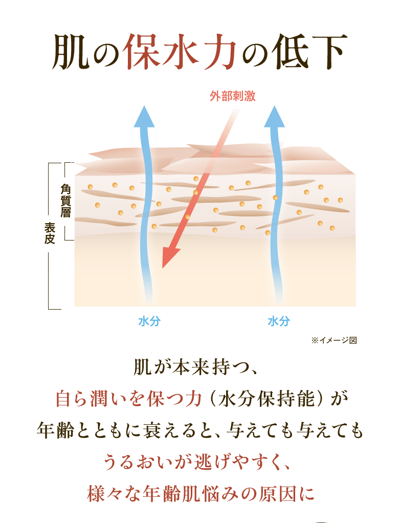 肌の保水力の低下 外部刺激 角質層 表皮 水分 ※イメージ図 肌が本来持つ、自ら潤いを保つ力(水分保持能)が年齢とともに衰えると、与えても与えてもうるおいが逃げやすく、様々な年齢肌悩みの原因に