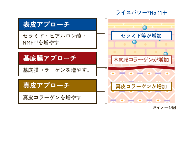 ライスパワー®No.11+ 表皮アプローチ セラミド・ヒアルロン酸・NMF※2を増やす セラミド等が増加 基底膜アプローチ 基底膜コラーゲンを増やす。基底膜コラーゲンが増加 真皮アプローチ 真皮コラーゲンを増やす 真皮コラーゲンが増加 ※イメージ図 ※1 表皮、基底膜、真皮の3層へアプローチしてシワを改善するのはライスパワーNo.11+が日本初 ※2 ライスパワー®No.11+の作用機序 ※3 天然保湿因子