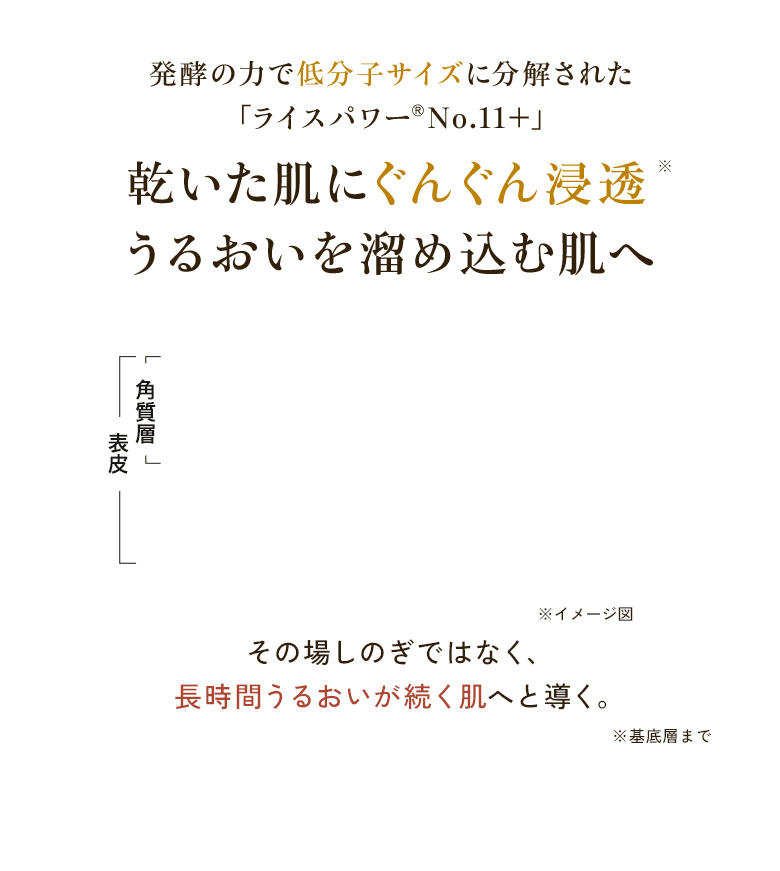 発酵の力で低分子サイズに分解された「ライスパワー®No.11+」 乾いた肌にぐんぐん浸透※ うるおいを溜め込む肌へ 角質層 表皮 ※イメージ図 その場しのぎではなく、長時間うるおいが続く肌へと導く。※基底層まで