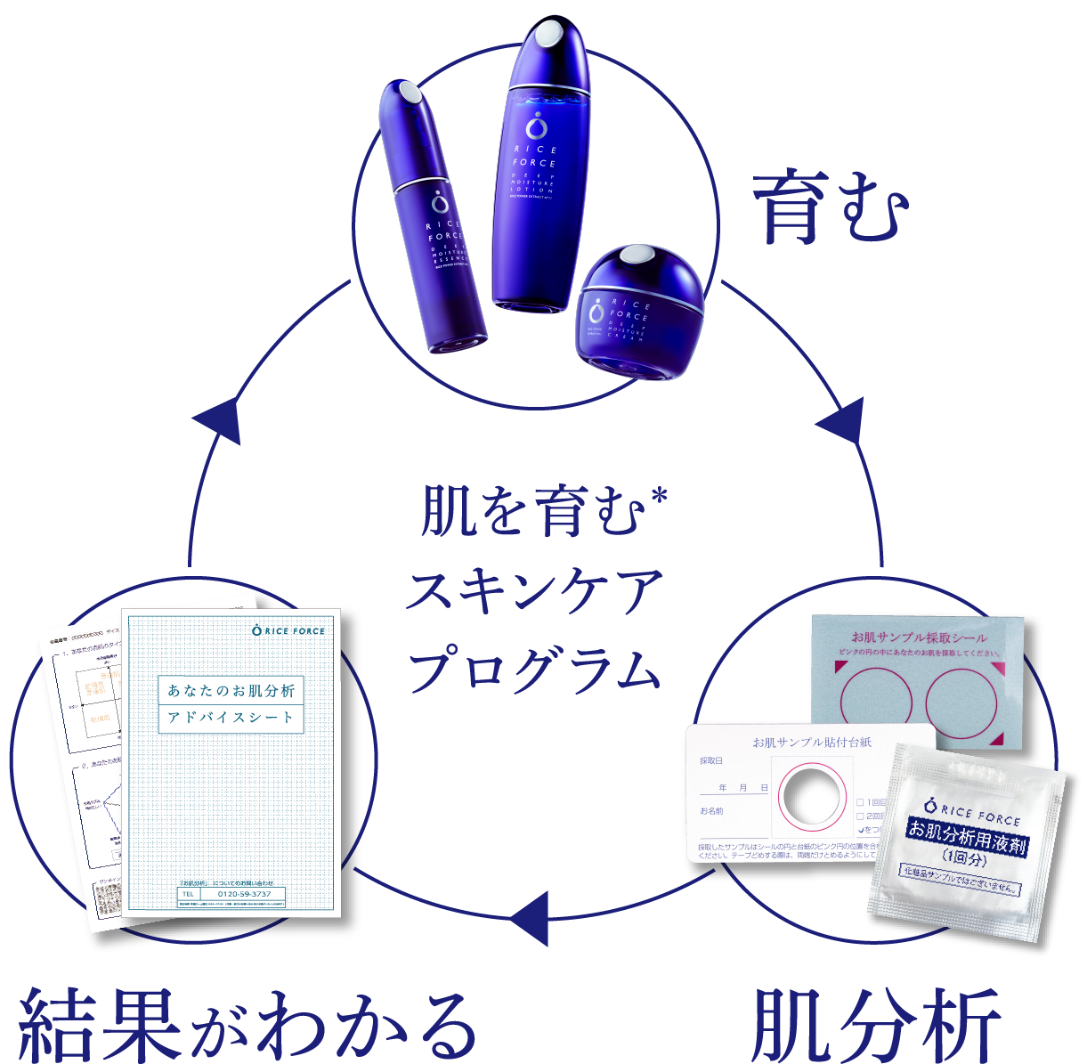 育む、肌分析、結果がわかる、サイクル