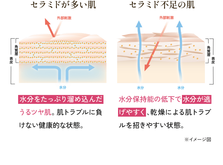 セラミドが多い肌：水分をたっぷり溜め込んだうるツヤ肌。肌トラブルに負けない健康的な状態。セラミド不足の肌：水分保持能の低下で水分が逃げやすく、乾燥による肌トラブルを招きやすい状態。 セラミド不足の肌：水分保持能の低下で水分が逃げやすく、乾燥による肌トラブルを招きやすい状態。