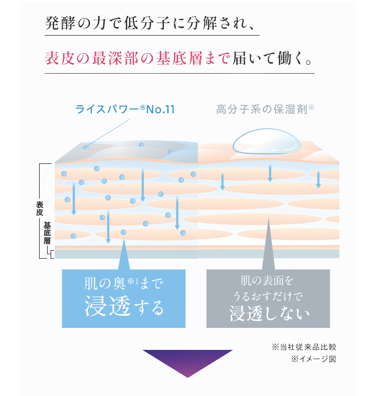 発酵の力で低分子に分解され、 表皮の最深部の基底層まで届いて働く。