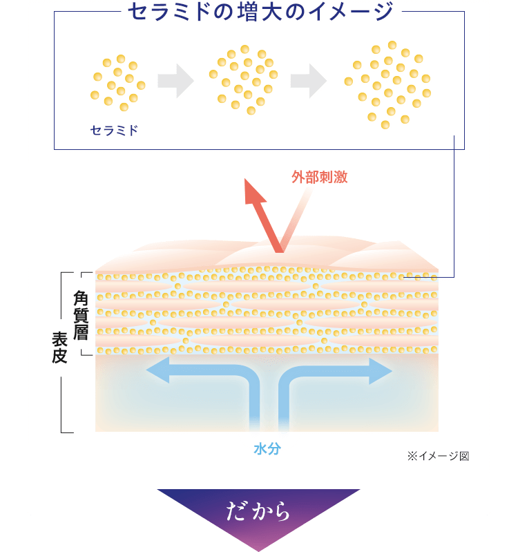 セラミドの増大のイメージ