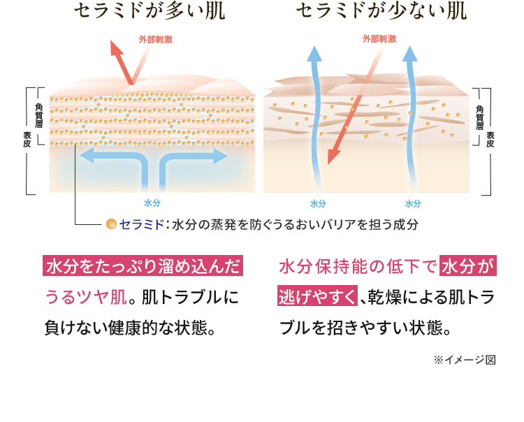 水分をたっぷり溜め込んだうるツヤ肌。肌トラブルに負けない健康的な状態。水分保持能の低下で水分が逃げやすく、乾燥による肌トラブルを招きやすい状態。