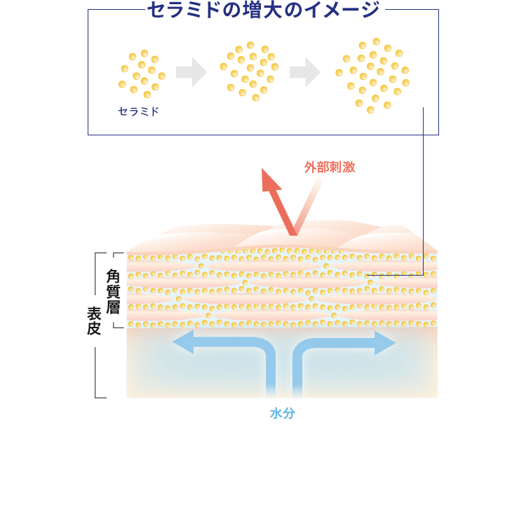 セラミドの増大のイメージ