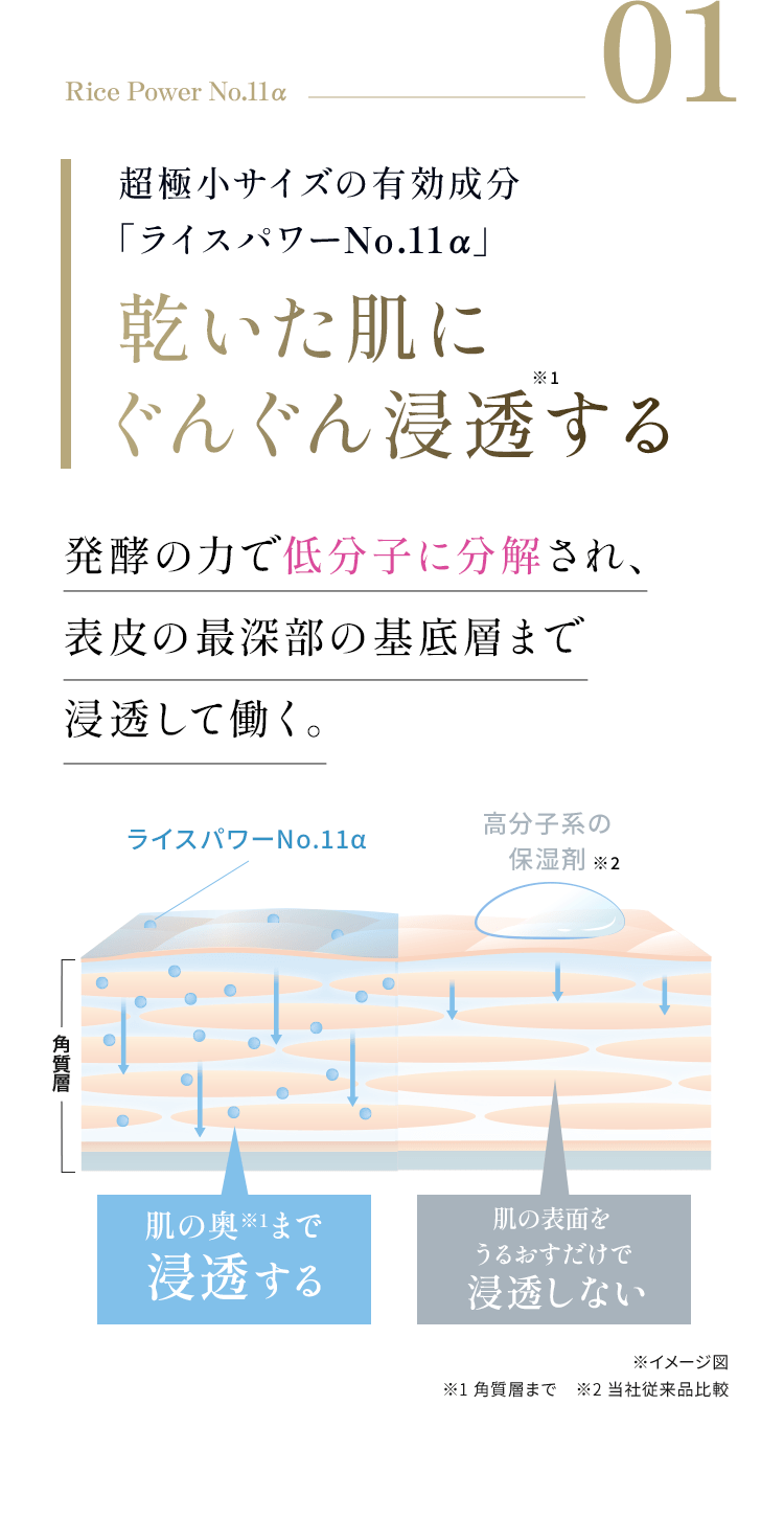 Rice Power No.11α 01 超極小サイズの有効成分「ライスパワーNo.11α」乾いた肌にぐんぐん浸透する 発酵の力で低分子に分解され、表皮の最深部の基底層まで浸透して働く。※イメージ図 ※1 角質層まで　※2 当社従来品比較