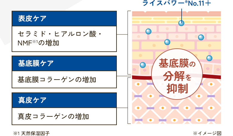 表皮ケア セラミド・ヒアルロン酸・NMF※1の増加 基底膜ケア 基底膜コラーゲンの増加 真皮ケア 真皮コラーゲンの増加 ライスパワー®No.11＋基底膜の分解を抑制 ※1 天然保湿因子 ※イメージ図