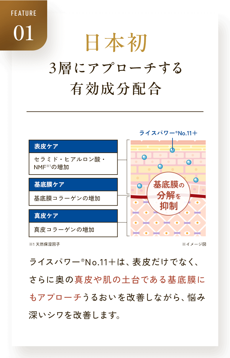 FEATURE01 日本初 ３層にアプローチする 有効成分配合 表皮ケア セラミド・ヒアルロン酸・NMF※1の増加 基底膜ケア 基底膜コラーゲンの増加 真皮ケア 真皮コラーゲンの増加 ライスパワー®No.11＋ 基底膜の分解を抑制 ※1 天然保湿因子 ※イメージ図 ライスパワー®No.11＋は、表皮だけでなく、さらに奥の真皮や肌の土台である基底膜にもアプローチうるおいを改善しながら、悩み深いシワを改善します。